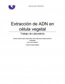 Extracción de ADN en célula vegetal