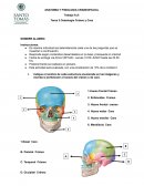 Osteología Cráneo y Cara