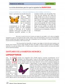 La revista electrónica para los que les agradan las mariposas