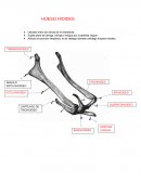 Huesos de la calavera medicina veterinaria