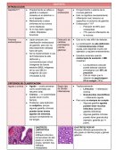Gastritis. Criterios de clasificación Gastritis. Criterios de clasificación